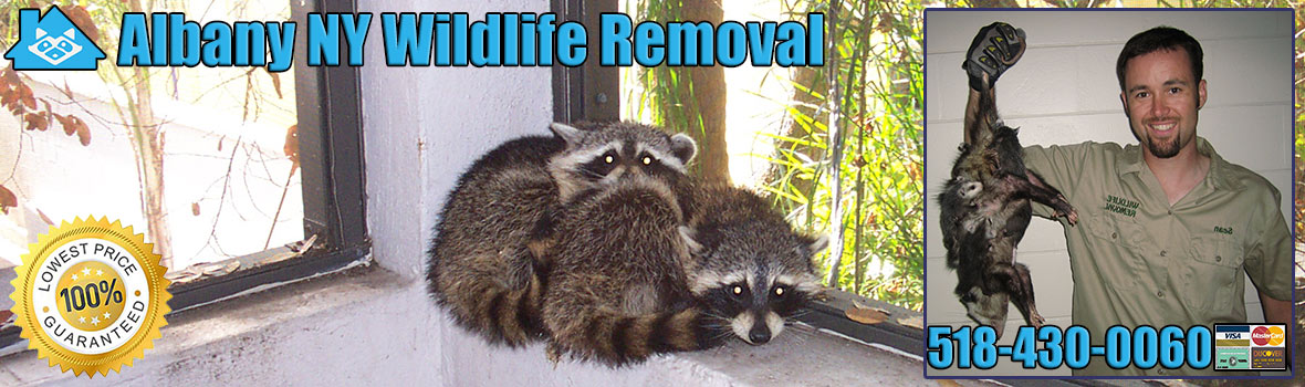 Albany Wildlife and Animal Removal